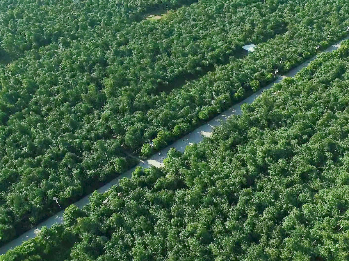 Bamboo Shoot Production Base