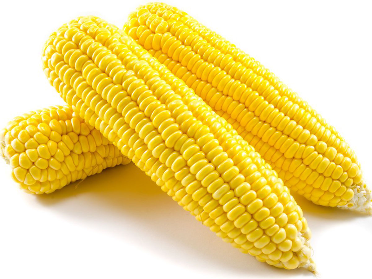 Corn Production Base