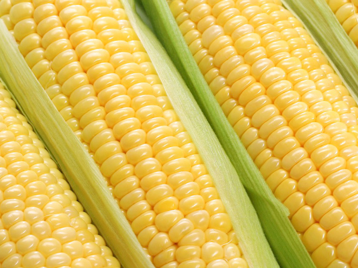 Corn Production Base