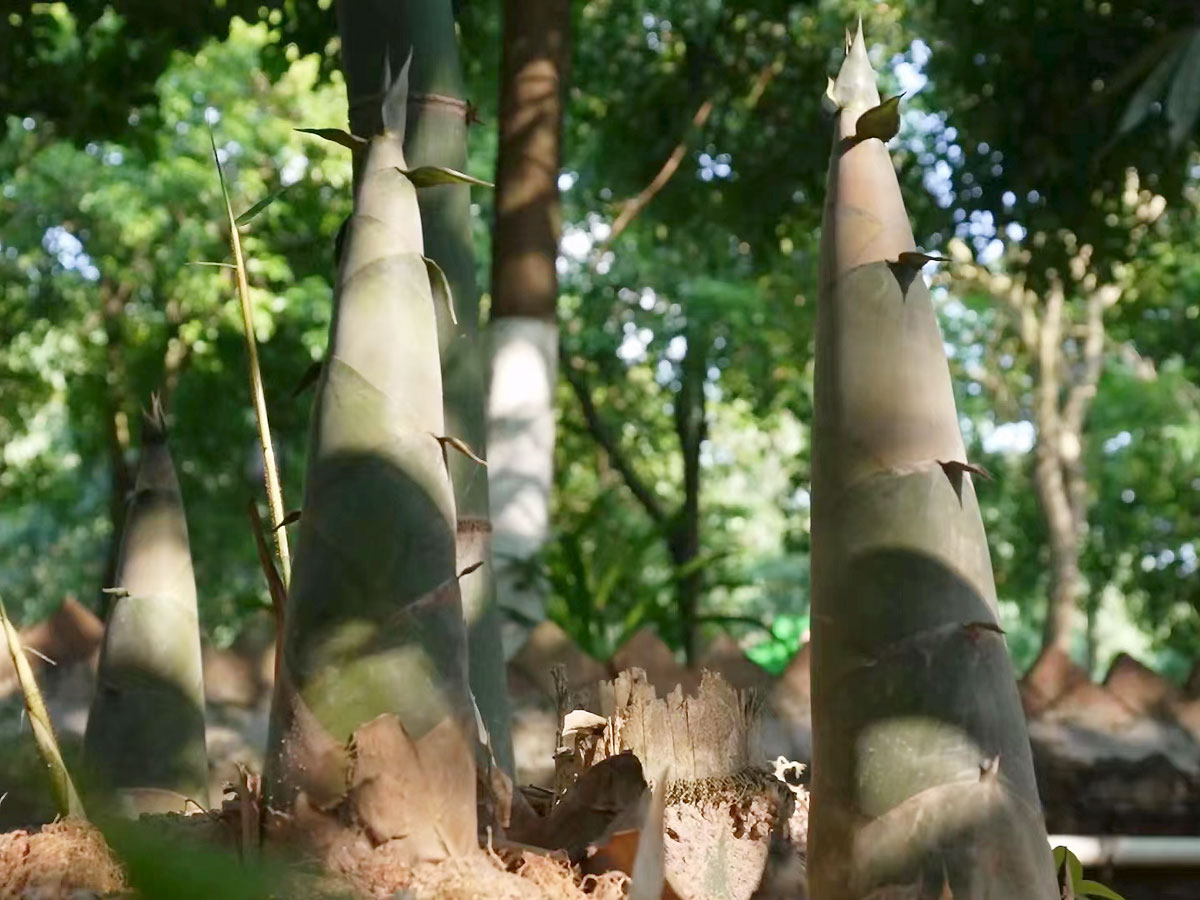 Bamboo Shoot Production Base